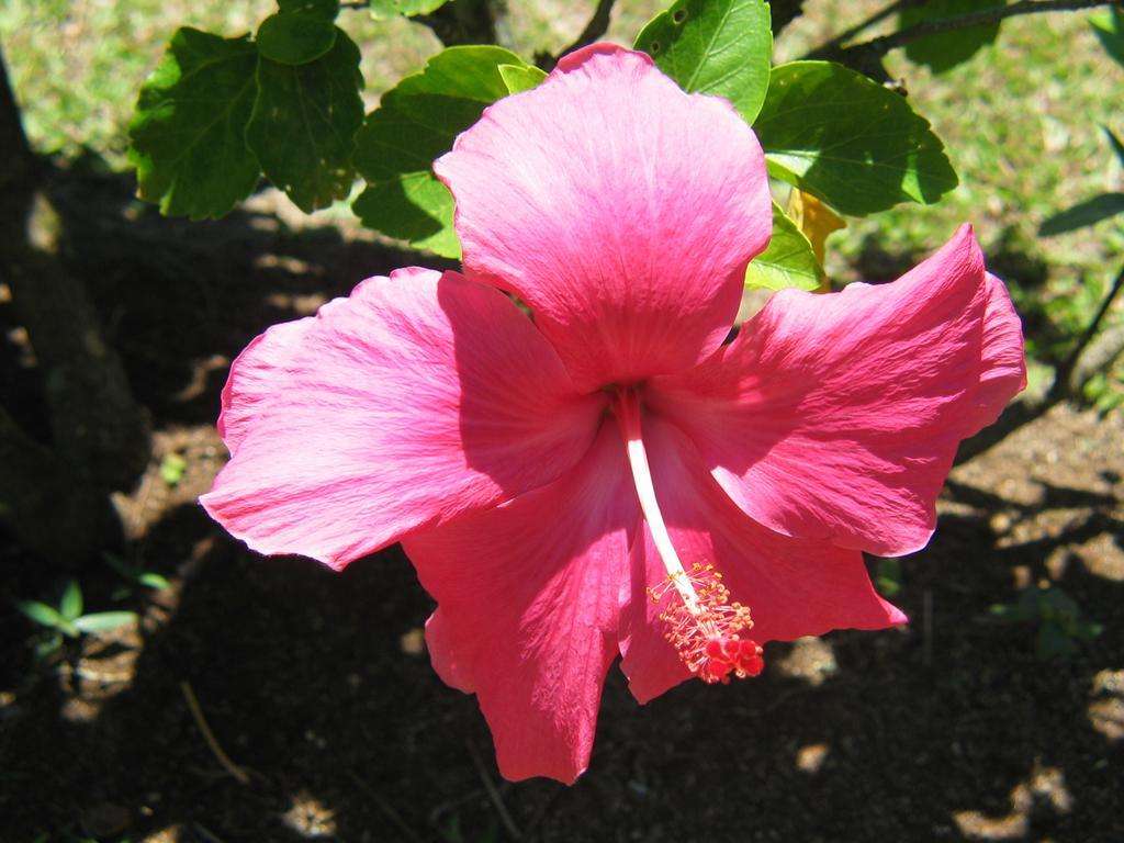 Sunhaven Beach Bungalows (Adults Only) Rarotonga Exterior foto